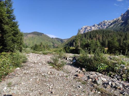 a rocky trail in the mountains with trees at Affittacamere Angelina in San Pietro di Cadore