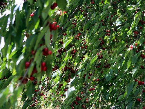 a tree with lots of red berries on it at Maison Fleurie in Schwabwiller