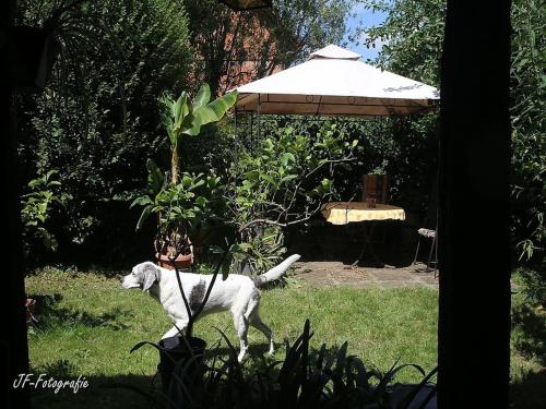 a white dog walking in the grass in a yard at Maison Fleurie in Schwabwiller