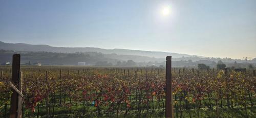 a vineyard with a field of flowers behind a fence at Agriturismo Igino - Camera in Casale con cucina condivisa e spazi comuni, giardino, patio, parcheggio, wineshop, wifi - Immerso nei vigneti in Negrar