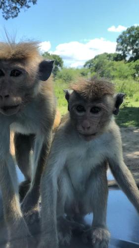 two baby monkeys standing next to each other at Wild Safari Clay House in Udawalawe