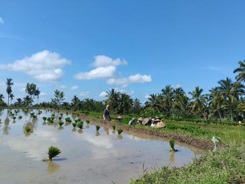 a man working in a rice field at Rice Field inn - Lombok in Tetebatu