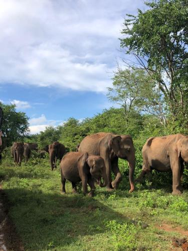 a herd of elephants walking in a field at Wild Safari Clay House in Udawalawe