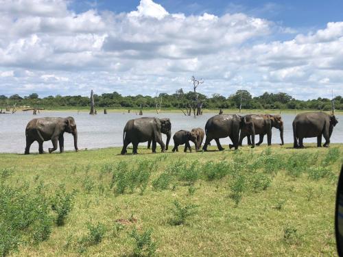 a herd of elephants walking in front of a body of water at Wild Safari Clay House in Udawalawe