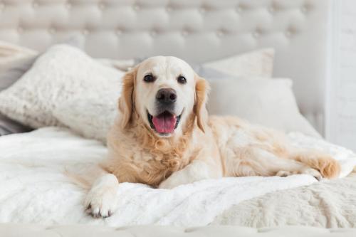 a dog laying on top of a white bed at Holiday Inn - the niu, Dwarf Berlin Schöneberg by IHG in Berlin