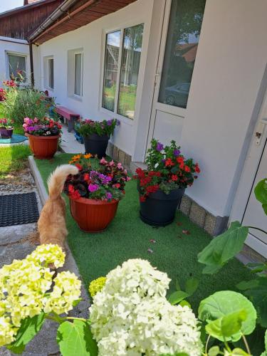 a cat looking at flowers inront of a house at Rustic Mateo Bran in Bran