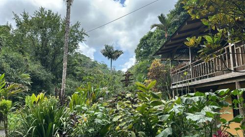 a garden of plants next to a house at Casa Rio Blanco Eco Friendly B&B in Guápiles