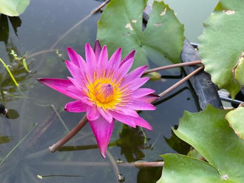 a pink and yellow water lily in a pond at Cozy breezing countryside Pet in Ban Khlong Sip Sam Lang