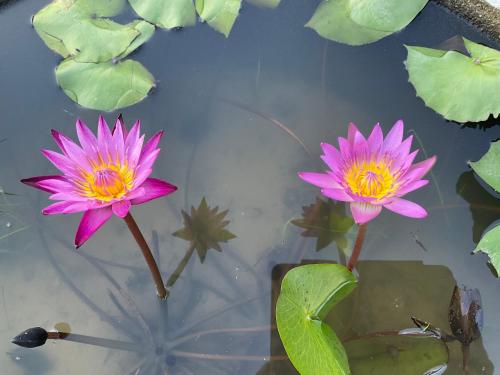 two pink water lilies in a pond with lily pads at Cozy breezing countryside Pet in Ban Khlong Sip Sam Lang