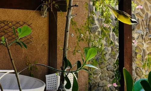 En have udenfor Casa San Francisco Suites