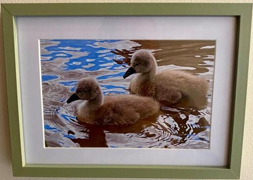 two ducks swimming in the water in a picture at Cygnet Studio in Dingestow