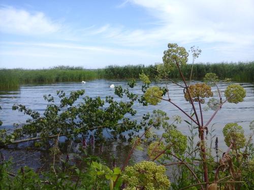 a body of water with swans in it at Vier Winde Usedom - Ferienanlage in Krummin