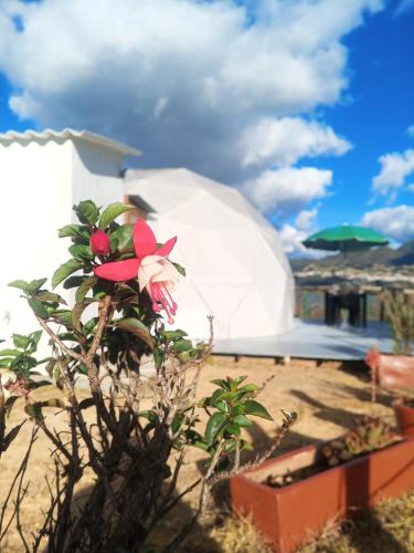 a flower in front of a dome tent at Hospedaje Mafer in Guatavita
