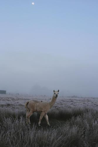 a llama standing in a field of grass at Cleveland Estate in Lancefield