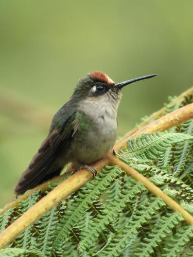 a small bird perched on top of a plant at Villacaima - La Martina in Cajamarca