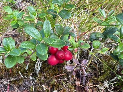 a bunch of red berries on a plant with leaves at 4 star holiday home in UDDEVALLA in Uddevalla