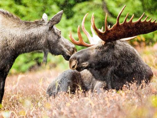 two moose laying down in a field at 4 star holiday home in UDDEVALLA in Uddevalla