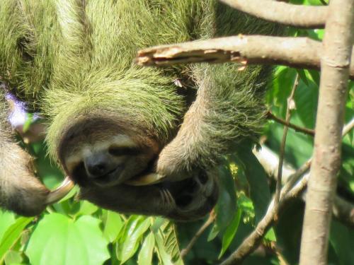 Galería fotográfica de Jungle Creek en Manuel Antonio