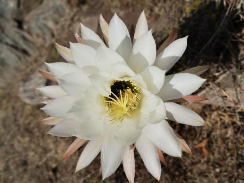 Afbeelding uit fotogalerij van El Atardecer in Oro Grueso