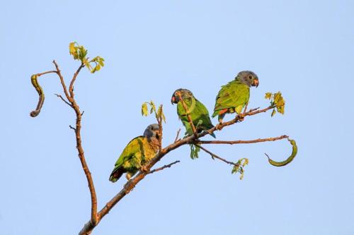 ロッジの敷地内または近くにいる動物