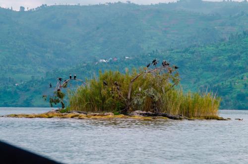 a group of birds flying over an island in the water at Umutuzo Lodge Kivu Lake in Buhoro