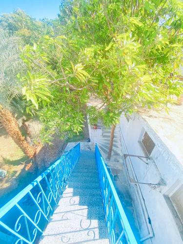 a tree sitting next to a blue fence at Nile View Guest House in Aswan