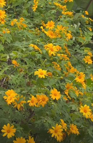 a field of yellow flowers with green leaves at The will glamping&camping in Ban Na Pho