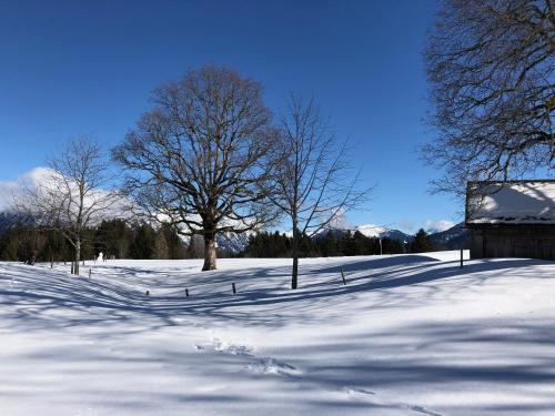 a snow covered field with a tree and a building at Apartment Mia Luise in Nüziders