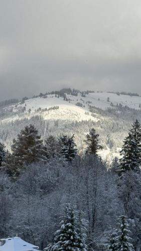 a snow covered hill with trees and a field at REY Chalet in Vatra Dornei
