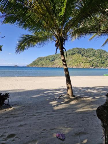 a palm tree on a beach with the ocean at White Hat EL NIDO in El Nido