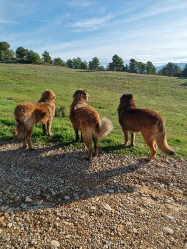 a group of dogs standing on a gravel road at Chambres d'hôtes à Pêtre in Entrevennes