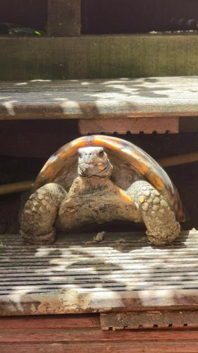 a stuffed turtle sitting on a wooden table at Greenheart Boutique Hotel in Paramaribo
