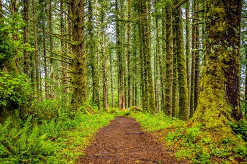 a path in a forest with tall trees at Neptunes Grand View in Lincoln City