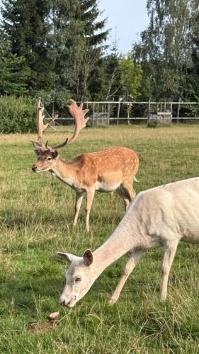 two deer standing in a field of grass at Farma František in Stachy