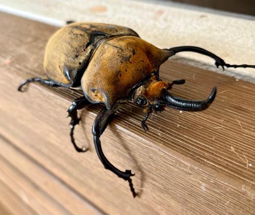 a rusted beetle sitting on a wooden table at Cima Del Mar in Sámara