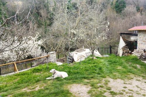 a sheep laying on the grass in a field at Stone Mountainhouse near Kalavryta, North Peloponnese, Greece in Dhoumená