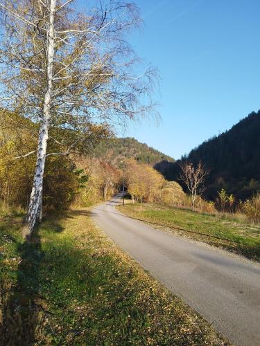 a tree on the side of a road at Dedin Konak in Mokra Gora