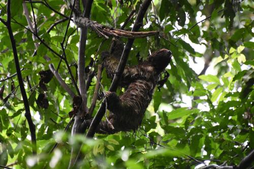 a sloth hanging from a branch in a tree at Templo del Tigre in Dos Brazos