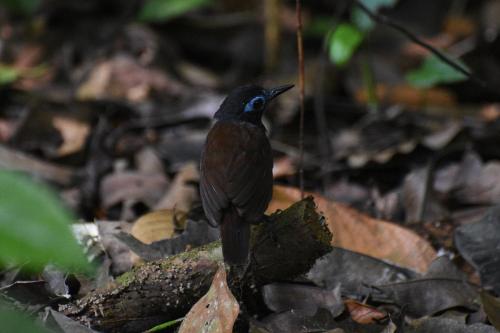 a black bird sitting on the ground in the leaves at Templo del Tigre in Dos Brazos