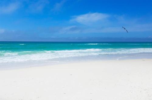 a bird flying over a beach with the ocean at Calypso 3-406 - Paradise by the Pier in Panama City Beach