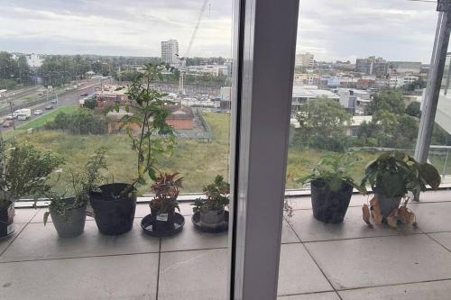 a group of potted plants sitting on a window sill at Spacious 3 bedroom, 2 washroom and 2 parking 5 min from train station in Blacktown