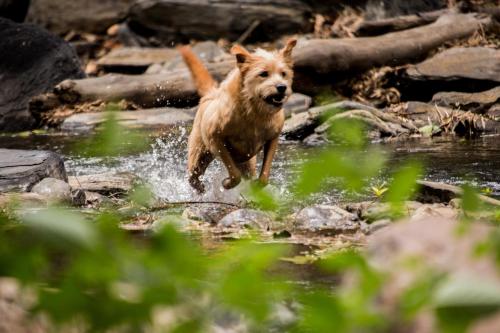 a dog running through the water in a river at HOTEL LA SELVA Reserva in La Vega