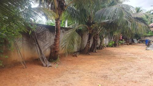 a row of palm trees next to a wall at Madiha Sampath Surf Villa in Matara