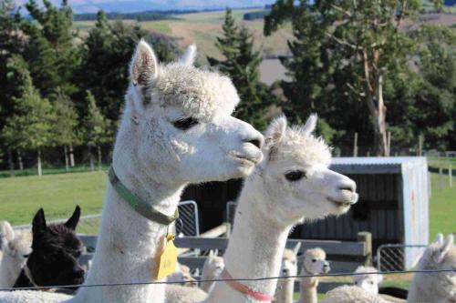 a group of llamas standing next to a fence at Bruce Farm Alpaca Cabin 2 by Tiny Away in Balclutha