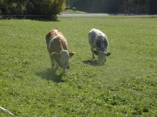 two cows grazing in a field of grass at Schwammerlhütte in Krispl