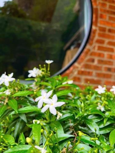 a bush with white flowers in front of a building at Tam Coc Golden Fields in Ninh Binh