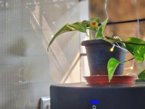 a plant in a pot sitting on top of a microwave at Your perfect high standart cosy Home near Arambol with 2BHK in Arambol