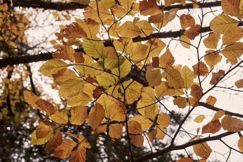 メツォヴォにあるGrand Forest Metsovo - Leading Hotels of the Worldのギャラリーの写真