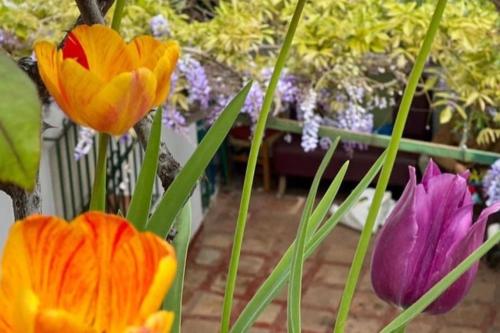 a group of different colored flowers in a vase at Casa Almenta - Tu hogar para desconectar en el pueblo más bonito de Málaga in Benalauría