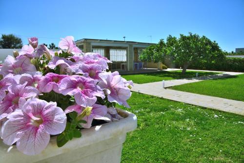 a pot of pink flowers in a yard at B&B Domus Terra Mare in Torre San Giovanni Ugento